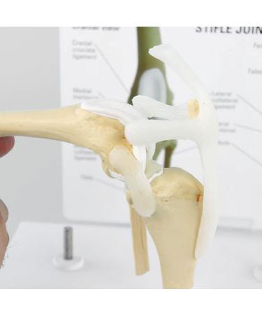 Artificial Dog Knee Joint Model 4 Phase Dog Knee Joint Model PVC Size Dog Knee Joint Model - Buy Online on GoSupps.com