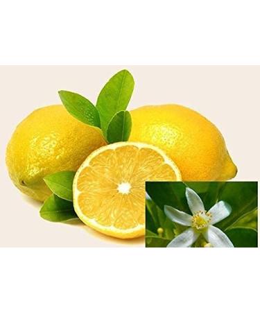 Buy Small Moments Citrus Flower Sauna Infusion - 500ml Concentrate for Home & Professional Use - Drip Closure & Child Lock - Buy Online on GoSupps.com