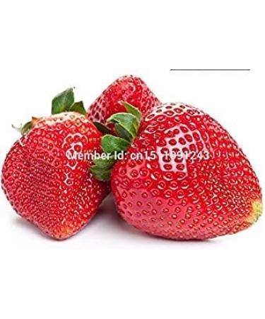 Vistaric mango seeds rich in nutrients of tropical fruits fruit seeds 10 seeds - Buy Online on GoSupps.com