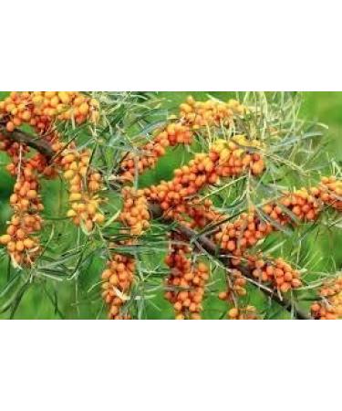 1Pack Original Himalayan Sea Buckthorn Pulp - 10.1fl Oz / 300ml - Buy Online on GoSupps.com