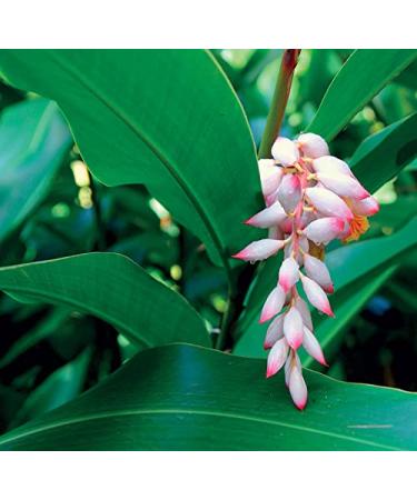 Cinq Mondes Geto Supreme Serum-1.0oz. Age-Defying Serum For Dry, Mature Or Normal skin. Ultimate Cell Renewal - Maximum Concentration Of Organic Geto Extract - Buy Online on GoSupps.com