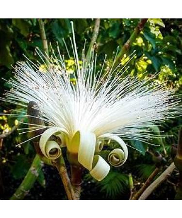 Genipap 5 razor brush tree seeds