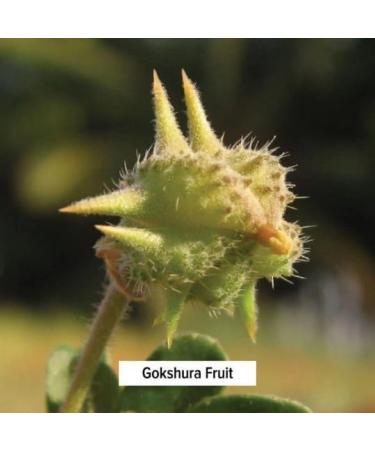 Tribulus Terrestris whole 100g organic Gokhur Punctur vine Gokharu Land Caltrops Bethu Bhakhra Bullhead Burnut Burra gookeron Calthrop Bhakra - Buy Online on GoSupps.com