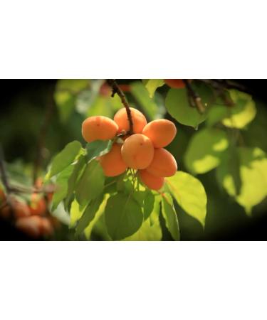 Rigoni di Asiago Fiordifrutta Organic Apricot Fruit Spread 8.82 oz (Pack of 6) | Standard Packaging - Buy Online on GoSupps.com