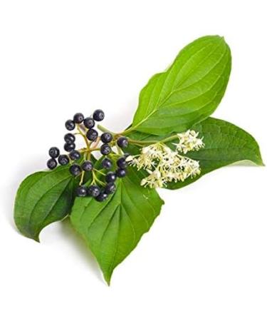 DOGWOOD BLOOD - 15mL - Organic Bud Macerate - Buy Online on GoSupps.com