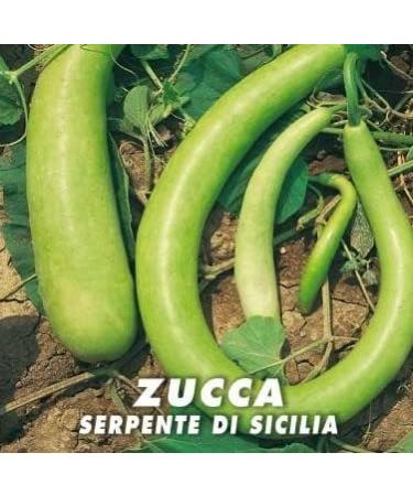 Sicilian Snake Pumpkin Seeds - Buy Online on GoSupps.com