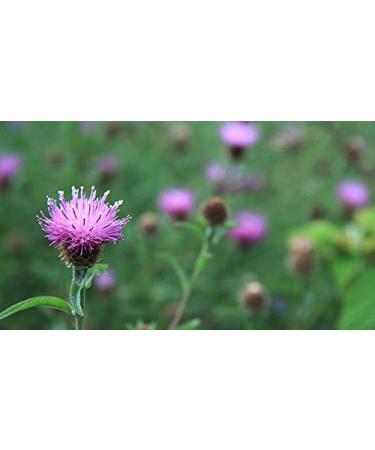 Indigo Herbs Milk Thistle Powder 100g - Premium Herbal Supplement for Liver Health - Buy Online on GoSupps.com