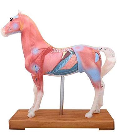 Horse Acupuncture and Moxibustion Point Model Horse Acupuncture and Moxibustion Anatomical Model Acupuncture and Moxibustion Point Model with 114 Acupuncture and Moxibustion Points