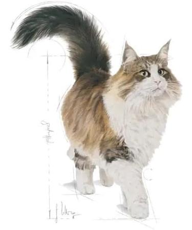 Royal Canin Instinctive Adult Wet Cat Food in Gravy 48 x 85g Multipack - Buy Online on GoSupps.com