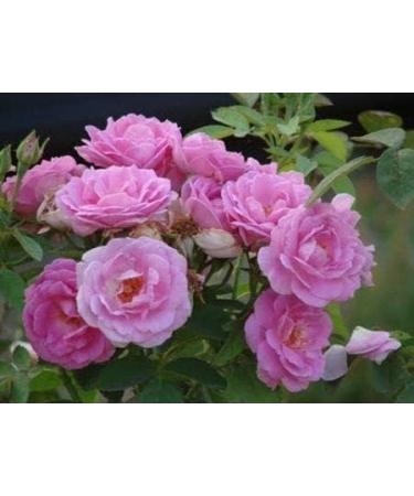 ORGANIZE SAARA Pure Rose Petals Powder 25g Pack of 25g x 1 - Buy Online on GoSupps.com