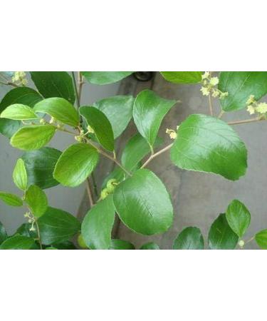 HJK Elantha Elai | Ziziphus Mauritiana Dry Leaf Powder 300g - Buy Online on GoSupps.com