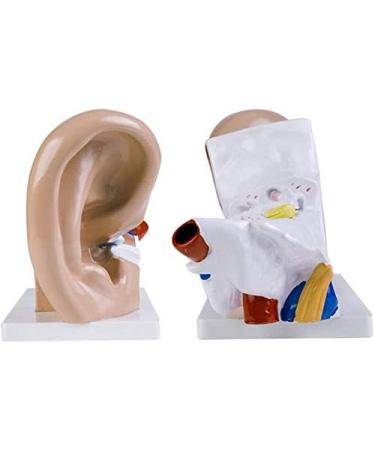 Human Ear Anatomy Model 3X Magnification it is consisting of External Ear Ear Rock Humeral Ear and Labyrinth Inside - Buy Online on GoSupps.com