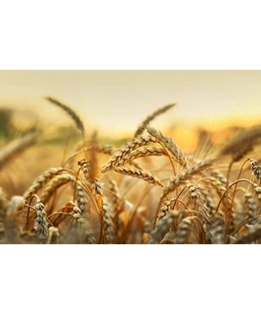 Buy McVitie's Digestives 12 x 250g | Authentic Crispy British Cookies - Incomparably Delicious Biscuits - Traditional Recipe - Buy Online on GoSupps.com