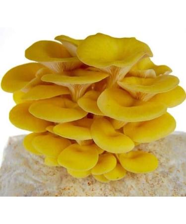 Golden Oyster Mushroom Grain Spawn - 1 lb. Freshly Made & Ready to Use - Buy Online on GoSupps.com