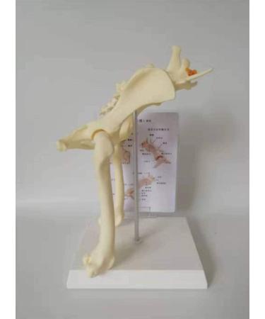 Dog Hip Joint Model Life Size Flexible Anatomically Accurate Hip Bones Dog Basin Animal Body Anatomy Replica for Veterinary Office Teaching Tool for Medical - Buy Online on GoSupps.com