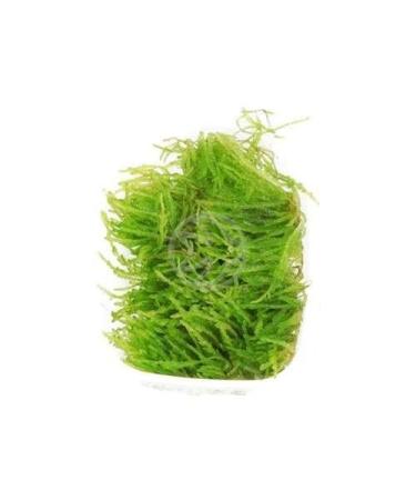 Tropica Vesicularia ferriei (Weeping Moss)