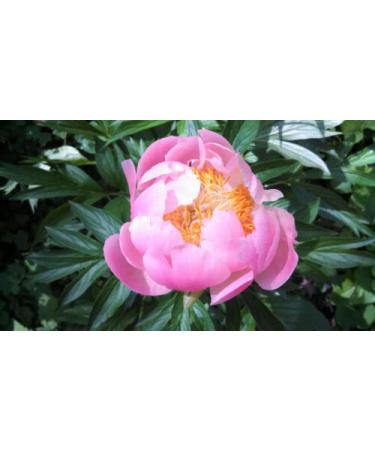 5 SEMI DI PEONIA "Abalone Pearl"