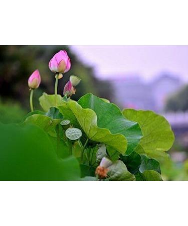 2 Pound (908 grams) High grade lotus seeds from China. - Buy Online on GoSupps.com