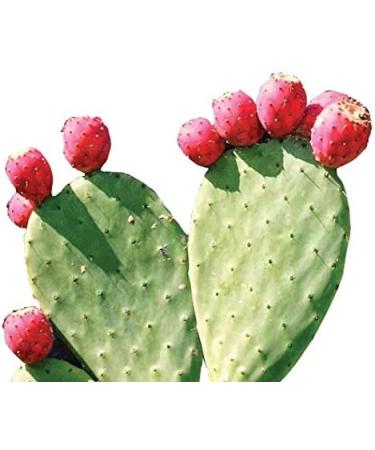 Maxx Herb Organic Red Nopal Cactus Powder - Digestion & Immune Support - 10 Oz Bag (28 Servings) | Vegan, Non-GMO, Gluten-Free - Buy Online on GoSupps.com
