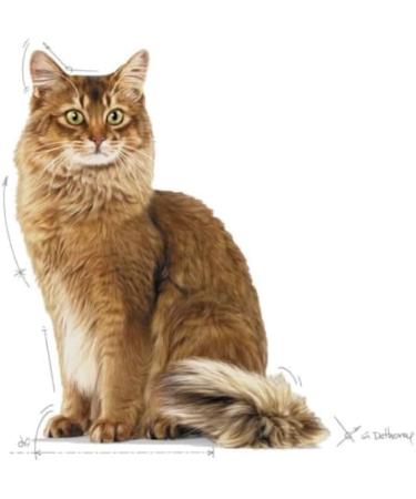 Royal Canin Light Weight Care Complete Dry Cat Food 2 x 400g - Buy Online on GoSupps.com