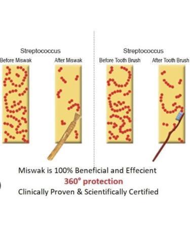 Organic Miswak Sticks for Teeth - Natural Chewing Sticks | Pack of 12 | Cleaning Disinfecting & Whitening - Buy Online on GoSupps.com