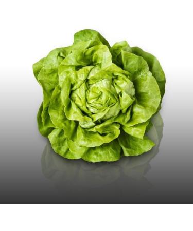 500 Seeds to sow Le Grenier d Abondance Appia Butter Lettuce Lactuca Sativa - Buy Online on GoSupps.com