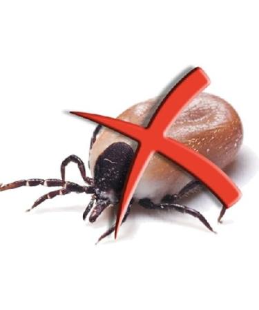 Larsson Amber Necklace for Dogs & Cats | Malachite & Red Jasper | 50-60 cm | International Shipping - Buy Online on GoSupps.com