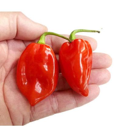 Portal Cool Hot Chilli Pepper Red Savina Habanero 10 Semi Vendita