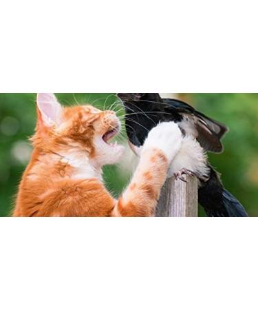 CatBib - Saves Birds Protects Cats (Small Rainbow) S Rainbow - Buy Online on GoSupps.com