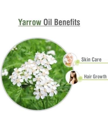 Yarrow Essential Oil - Pure & Natural Undiluted Therapeutic Grade Aromatherapy Oil (0.5 Fl Oz) - Premium Quality Achillea millefolium for International Shipping - Buy Online on GoSupps.com