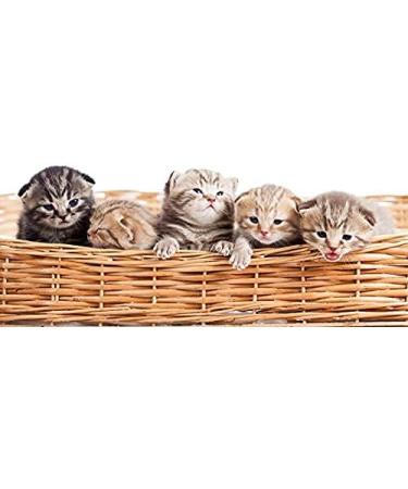 Spa Pure Kittens in Basket - 6 Adorable Hidden Kittens Bath Bomb XL 5 oz (6 Count) Multicolor Pack - Buy Online on GoSupps.com