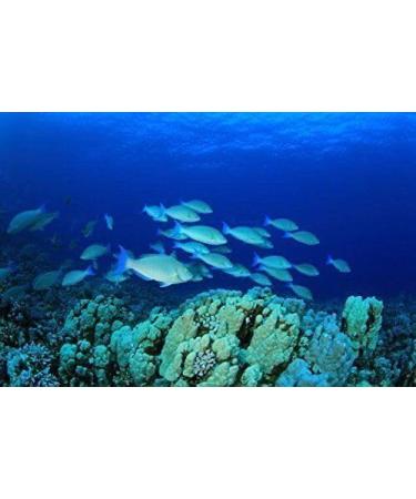 WENXUANSU: Vacuum packaged spicy seafood squid snack 2 Pound(908 grams)from China Sea - Buy Online on GoSupps.com