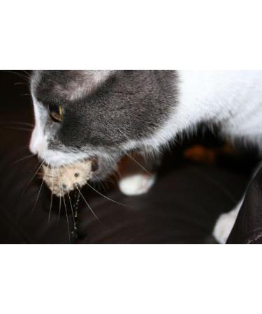 Purrs Mouse attachment- Fits PurrSuit Frenzy & DaBird wand Cat Toys - Buy Online on GoSupps.com