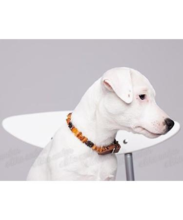 100% Baltic Amber Dog & Cat Bank Chain | Tick Protection Collars for Dogs & Cats | Ilikeamber.com - Buy Online on GoSupps.com