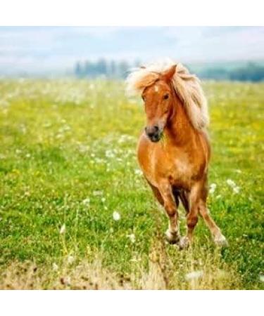 Food PURA Brewers Yeast Powder 3KG - use with Horses Ponies Vitamin B E & H for Pets and Animals - For Healthy Skin and Coats - also Human FOOD Grade! - Buy Online on GoSupps.com