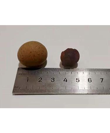 dried longan Dried fruits 250g(8.8oz) - Buy Online on GoSupps.com