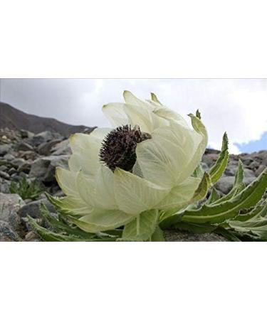 Portal Cool 5 Saussurea involucrata Seeds Hardy Tulip Flower Fritillaria Bulb Gladiolus Plants - Buy Online on GoSupps.com