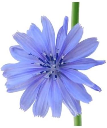 Herboristeria du Valmont Organic wild chicory herbal tea sliced root 250 grams - Buy Online on GoSupps.com