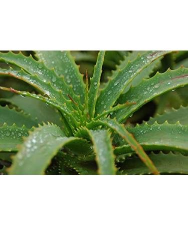 Silaloe Gel with Aloe Vera & Organic Silicon - 100ml | Best Skin Hydration & Repair - International Shipping Available - Buy Online on GoSupps.com