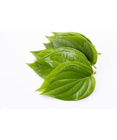YANG Betel Leaf Powder 200g | Paan Leaf Powder | Vetrilai | Banarasi Paan (Pack of 2x100g) - Buy Online on GoSupps.com