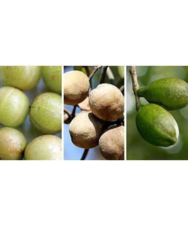 Triphala Tea | Blend with Three herb | Ayurveda Laxative Tea | 20 Teabags - Buy Online on GoSupps.com