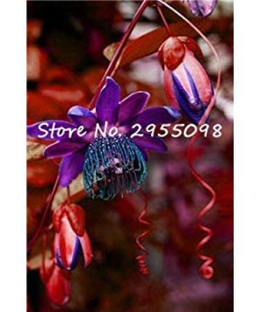 Offerta Speciale! Impianto al Coperto Passion Misto Semi di Fiore raro Semi di Frutta iet Completa Il germogliamento Tasso del 95% Migliore Regalo 100pcs 8