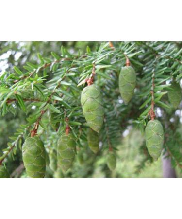 Buy 100% Pure Spruce Hemlock Essential Oil (Tsuga Canadensis) - 5 ML | Premium Aromatherapy Oil for Relaxation & Wellness - Buy Online on GoSupps.com