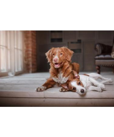 Aran-Ya Anti-Fungal & Mite Emulsion for Dogs - 125ml Skin & Coat Care International Shipping - Buy Online on GoSupps.com