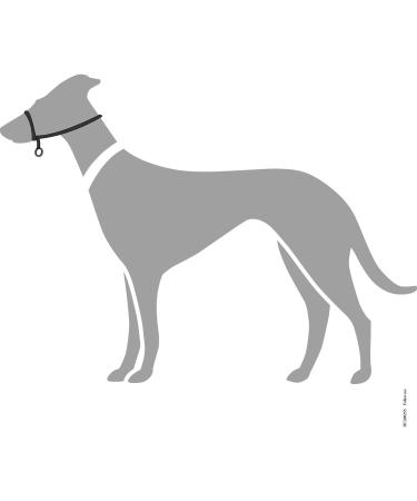 Follow Me M Black Training Harness - Premium Quality for Dogs | International Shipping Available - Buy Online on GoSupps.com