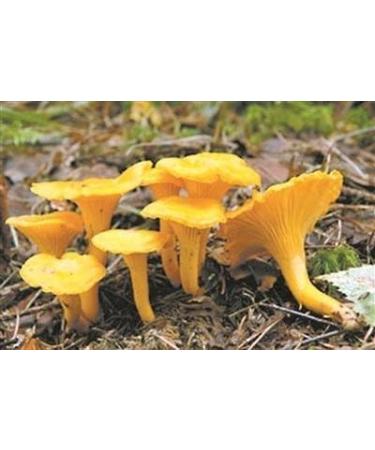 WENXUANSU:3 Pound (1362 grams) Dried chanterelle mushroom from Yunnan China - Buy Online on GoSupps.com