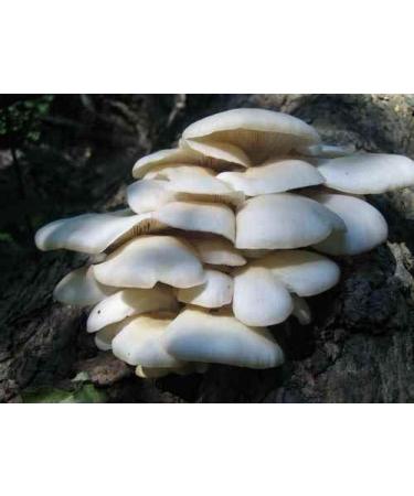Portal Cool 30 G: Bianco Oyster Mushroom Pleurotus ostreatus Dry Grain micelio Ucraina 10g o 30G
