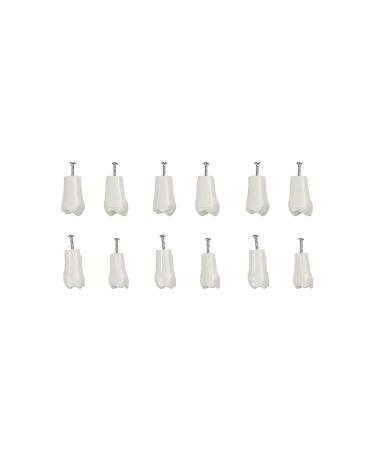 Buy Youya Dental TM-021 Replacement Teeth - 32 Pieces for Perfect Smile - Buy Online on GoSupps.com