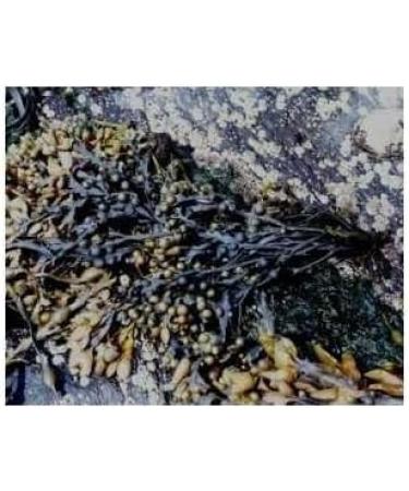 Buy Bladderwrack Powder (Fucus vesiculosus) 250g - Premium Kelp for Health Benefits | International Shipping Available - Buy Online on GoSupps.com