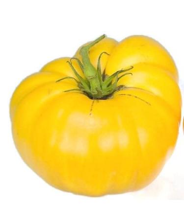 50CT dei semi del pomodoro Giallo Brandywine Giallo pomodori Non-OGM Pomodori